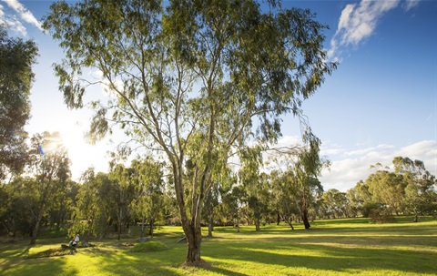 National tree day opencities.jpg